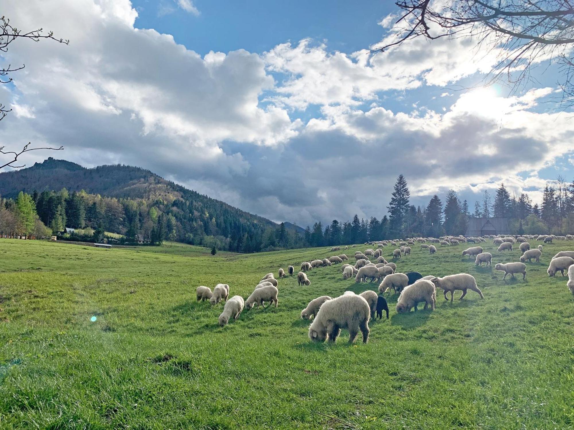 Tamok Lifestyle Villa Zakopane Esterno foto